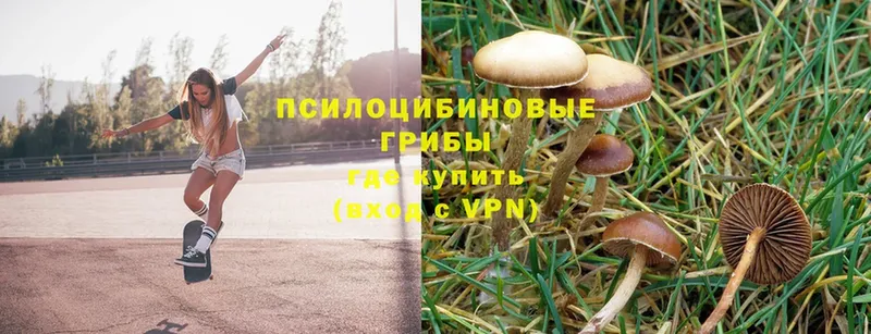 как найти   Велиж  Галлюциногенные грибы Psilocybine cubensis 